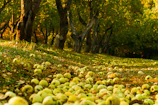 Apple orchard bathed in golden afternoon light with workers picking fruit