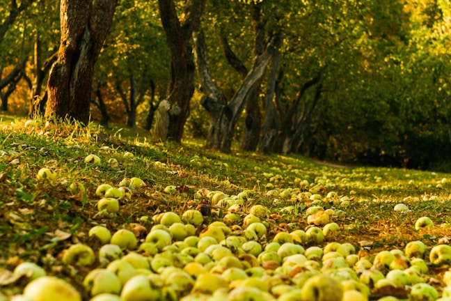 A serene orchard landscape with blooming apple trees.