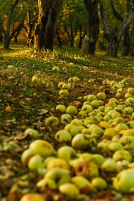 A serene orchard scene with soft apple green and blush tones, showcasing organic fruits.