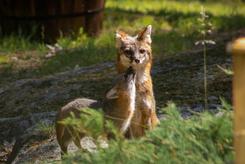 a fox standing on its hind legs in the grass