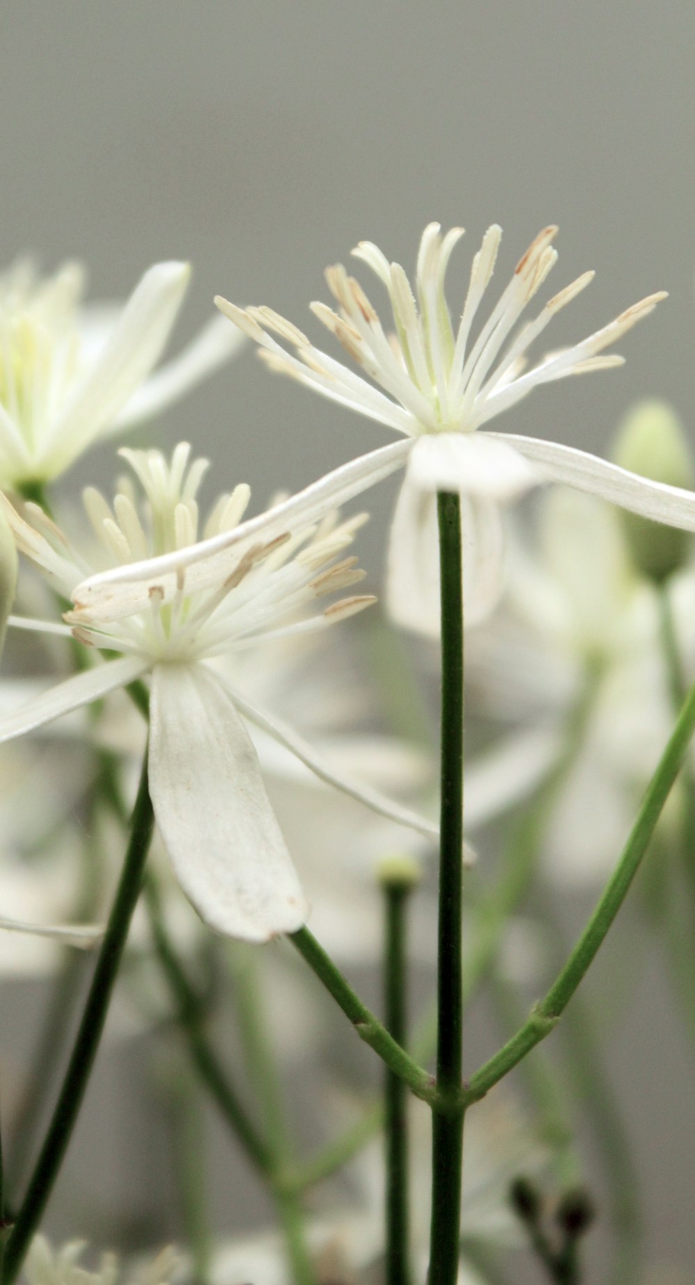 a bunch of white flowers in a vase