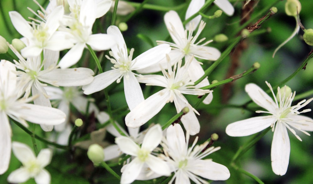 a bunch of white flowers with green leaves