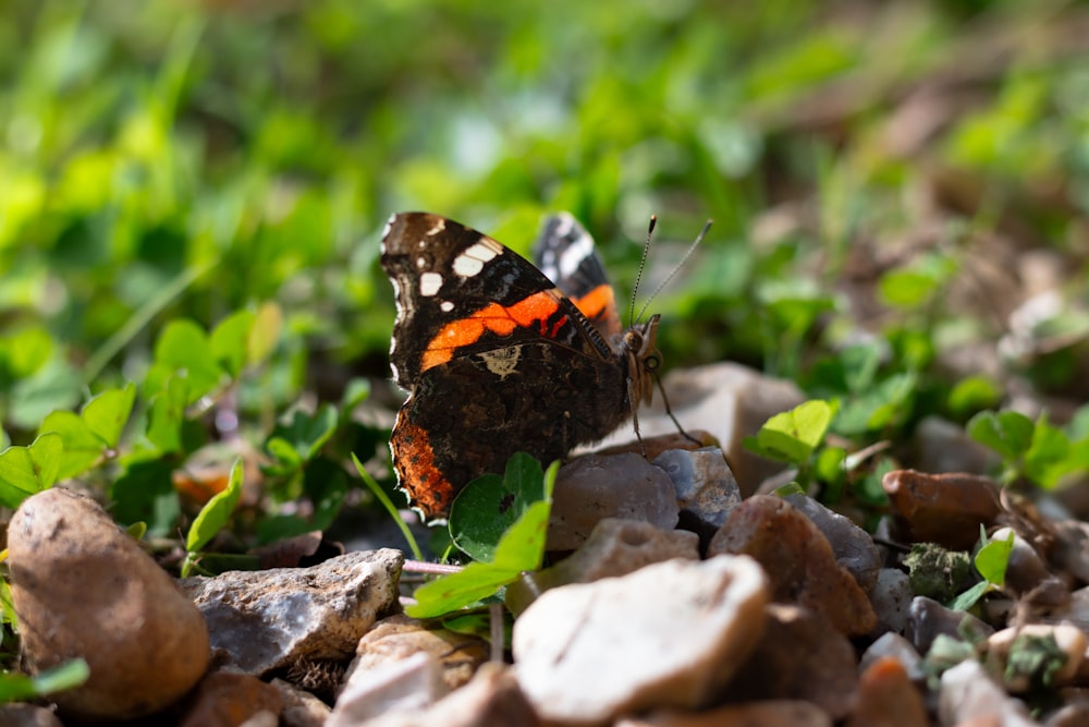 a small orange and black butterfly sitting on some rocks