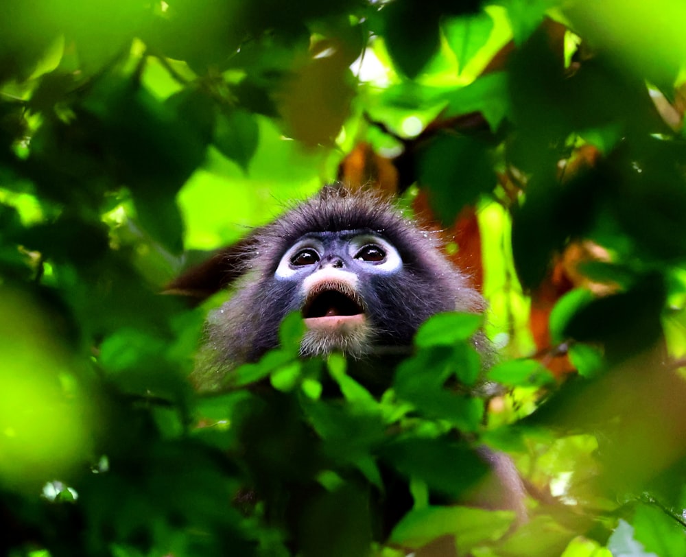 un mono mirando hacia arriba a través de las hojas de un árbol