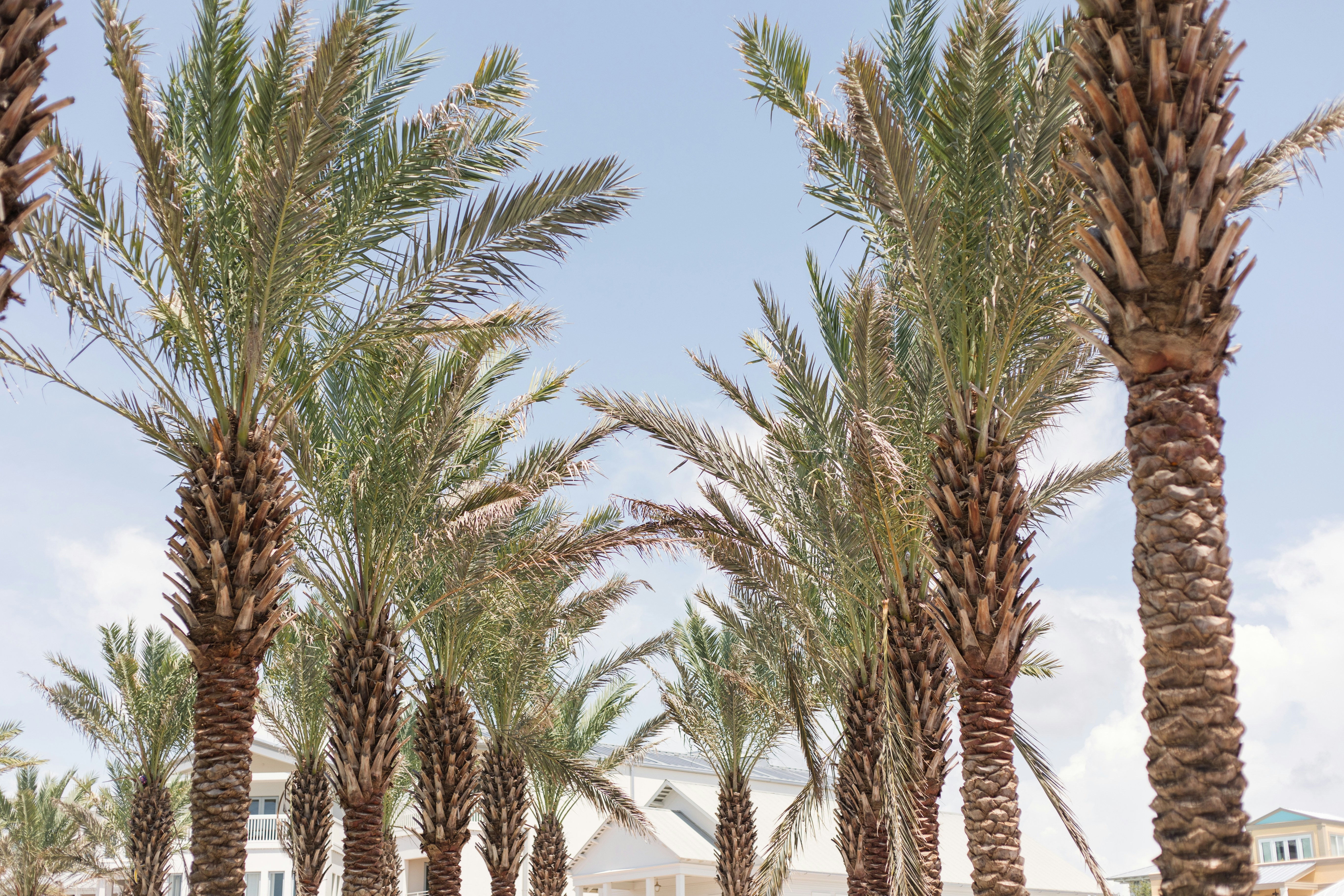 Florida beach with palm trees, white sand, and turquoise water