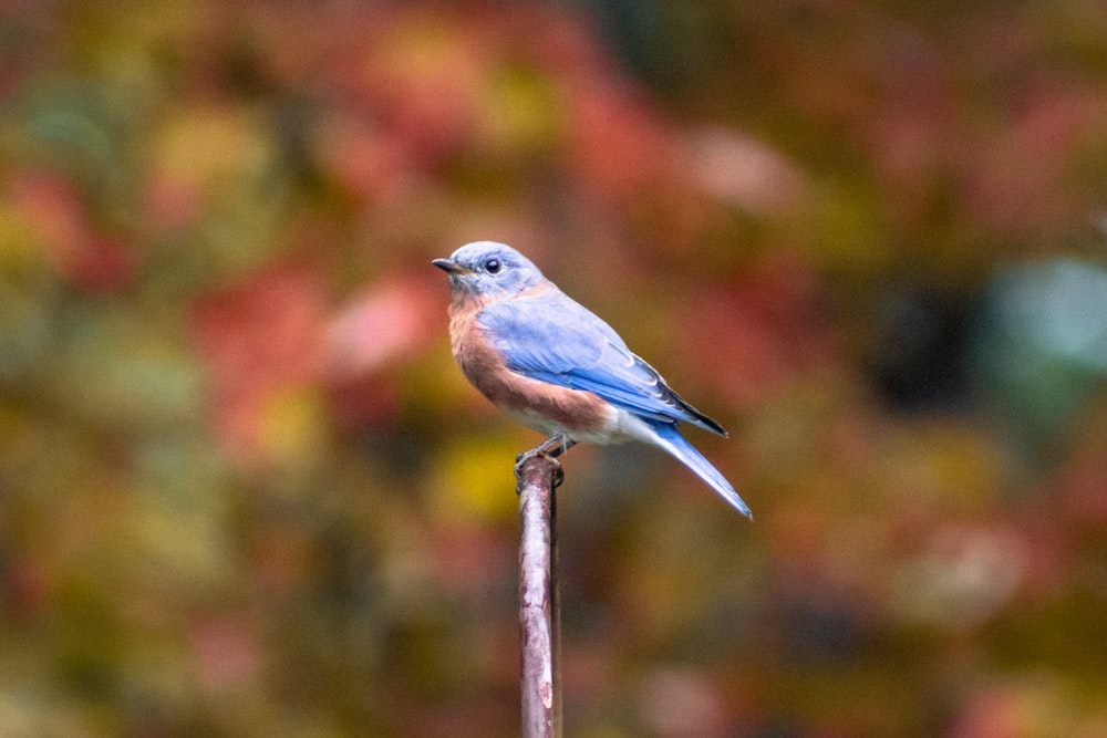 a blue bird sitting on top of a metal pole