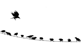 A silhouette of multiple birds perched on a curved wire against a white background. One bird is captured in flight above the rest.