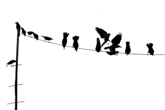 Silhouetted birds are perched on a wire in various poses against a stark white background. Some birds are stationary, while others appear in mid-flight. The composition creates a dynamic and lively scene.