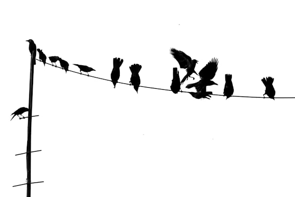 Silhouetted birds are perched on a wire in various poses against a stark white background. Some birds are stationary, while others appear in mid-flight. The composition creates a dynamic and lively scene.