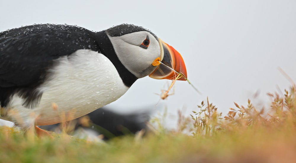 a black and white bird with an orange beak