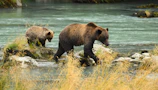 A mother bear and her cubs playfully splashing in a clear mountain stream.