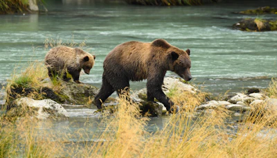 A mother bear with her cubs crossing a shallow river surrounded by lush greenery.