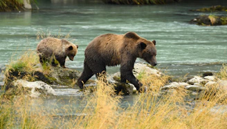 A mother bear with her cubs crossing a shallow river surrounded by lush greenery.