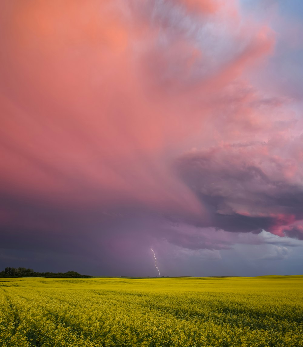 a large field of yellow flowers under a cloudy sky