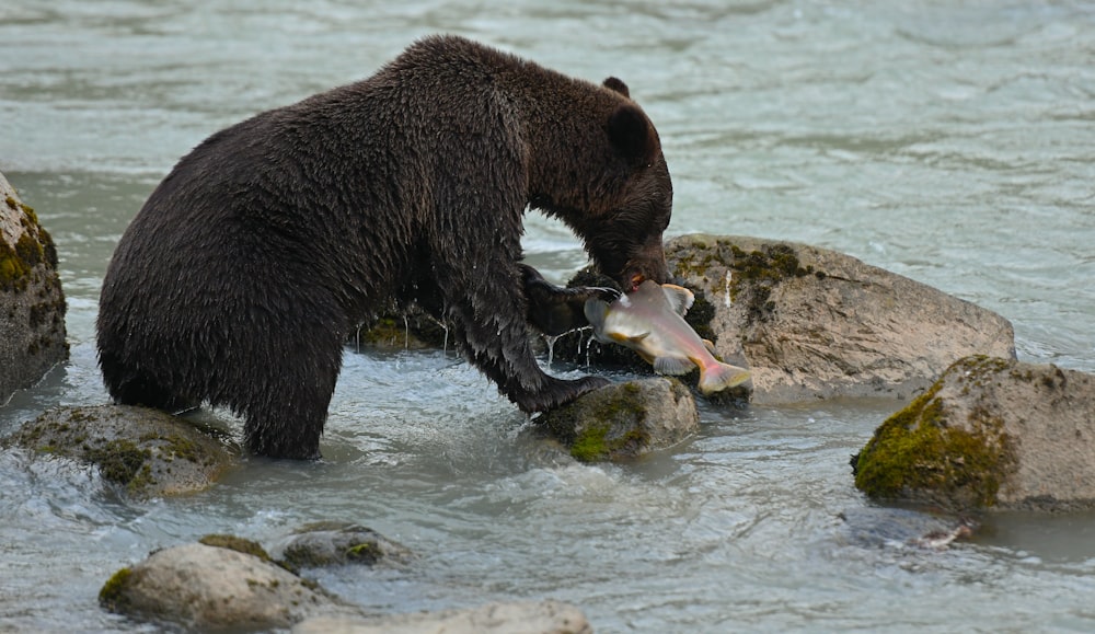 a bear in the water with a fish in it's mouth