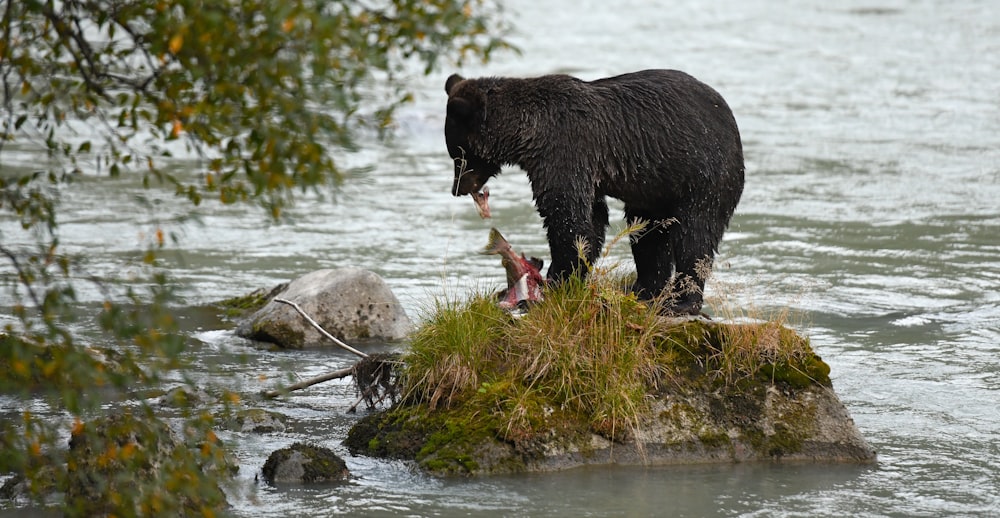 a black bear standing on top of a rock in a river