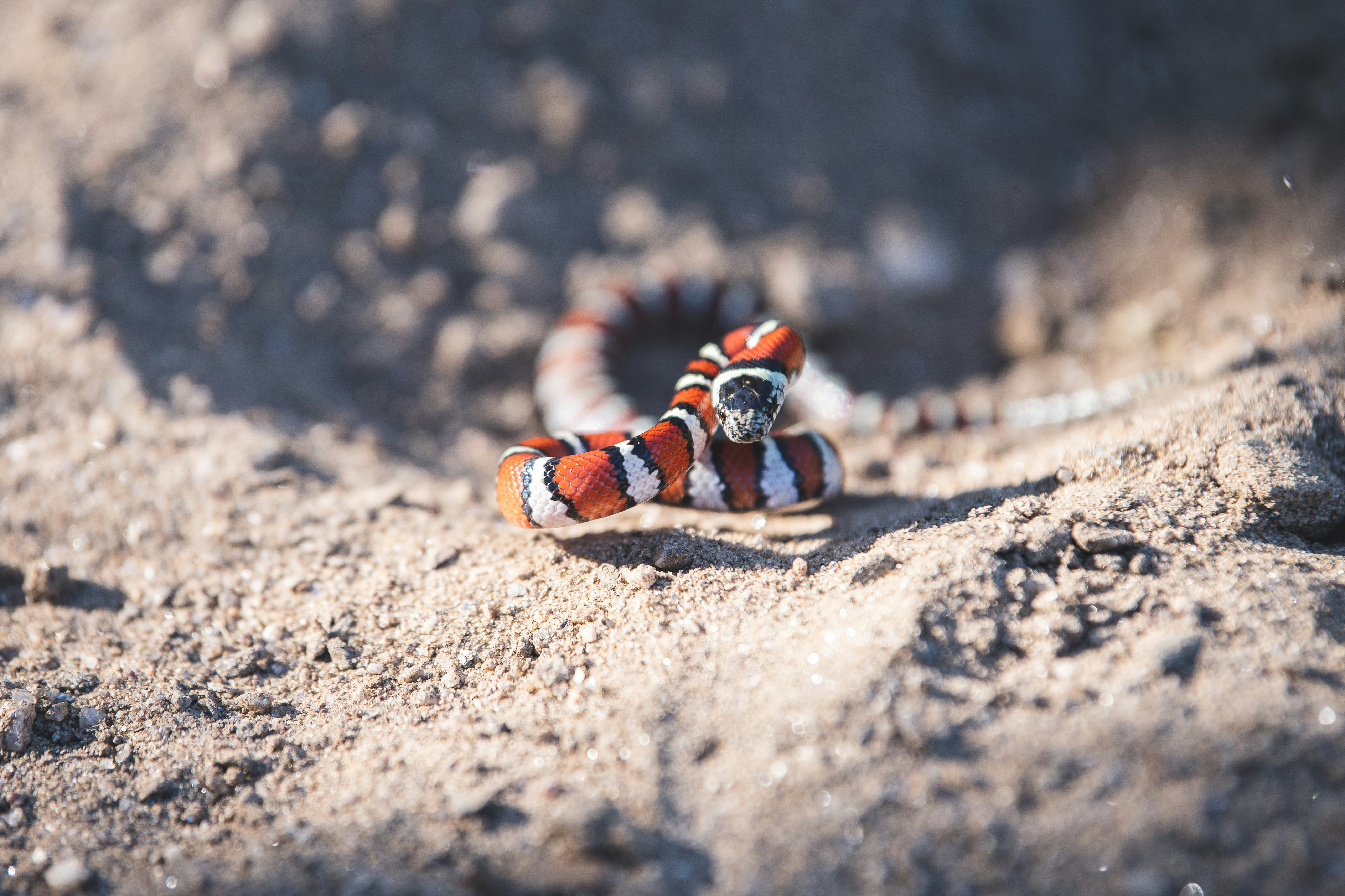 a striped snake is laying on the ground