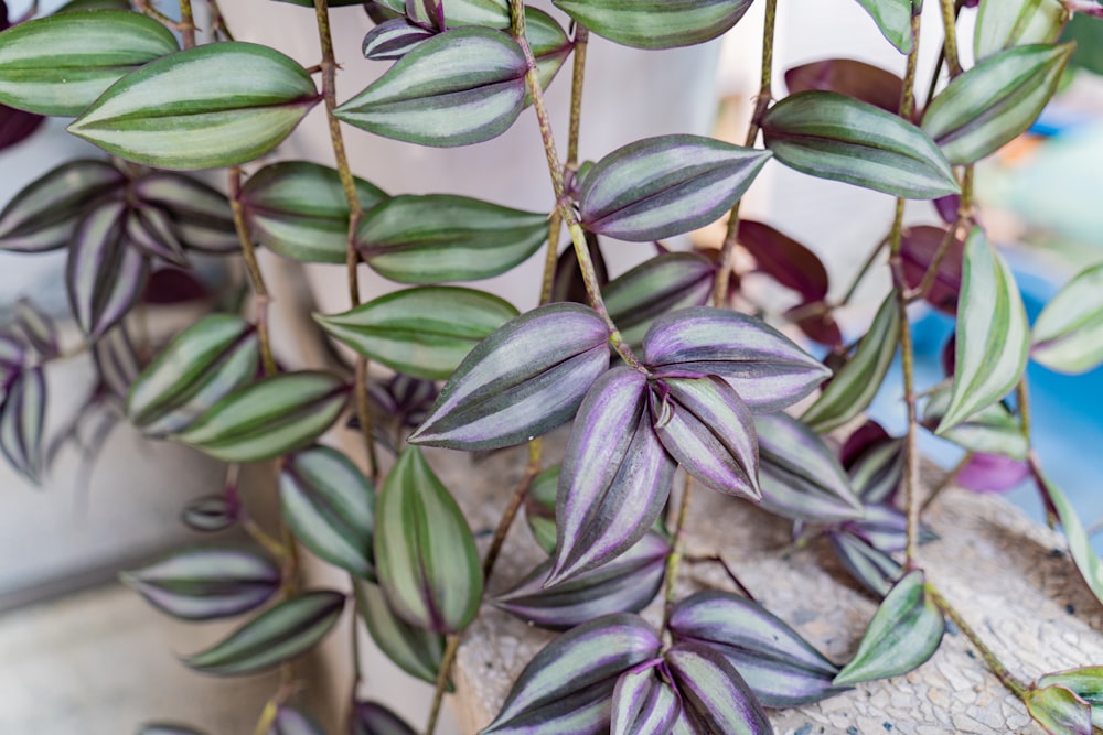 a close up of a plant with purple and green leaves