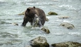 A bear catching a salmon mid-air in a rushing stream.