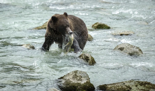 A bear fishing gracefully in a rushing mountain stream.