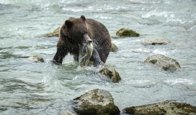 A bear catching a salmon mid-air in a rushing stream.