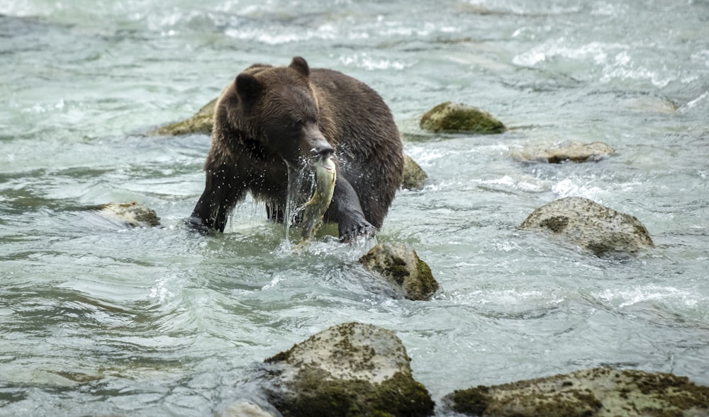 a bear in the water with a fish in it's mouth