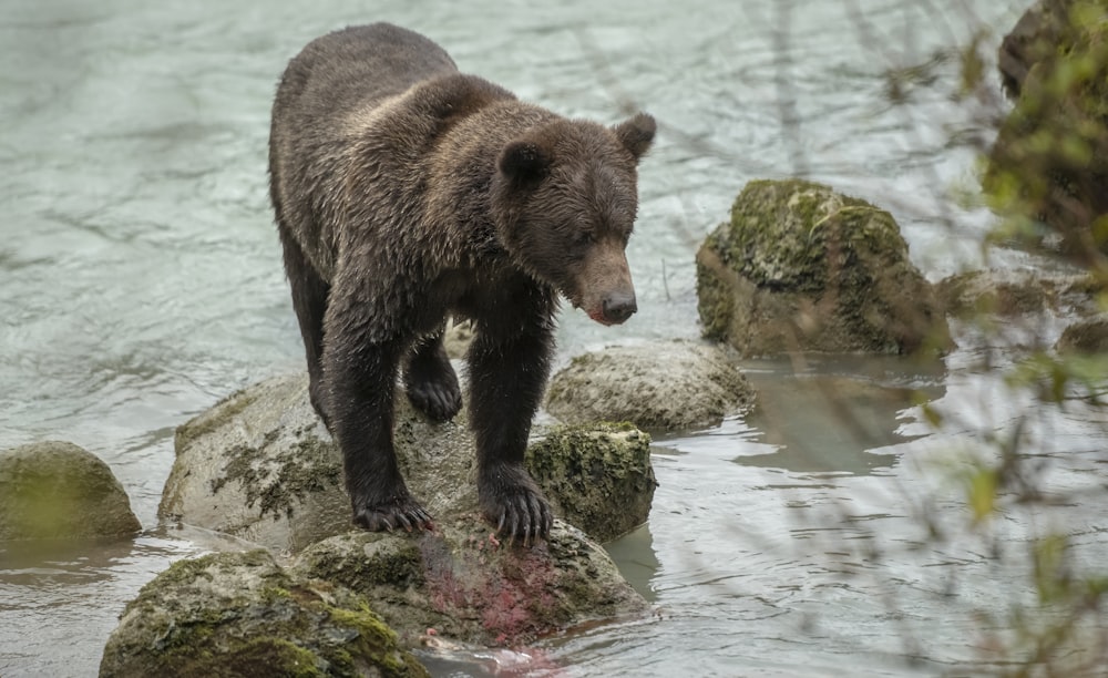 a brown bear standing on a rock in the water