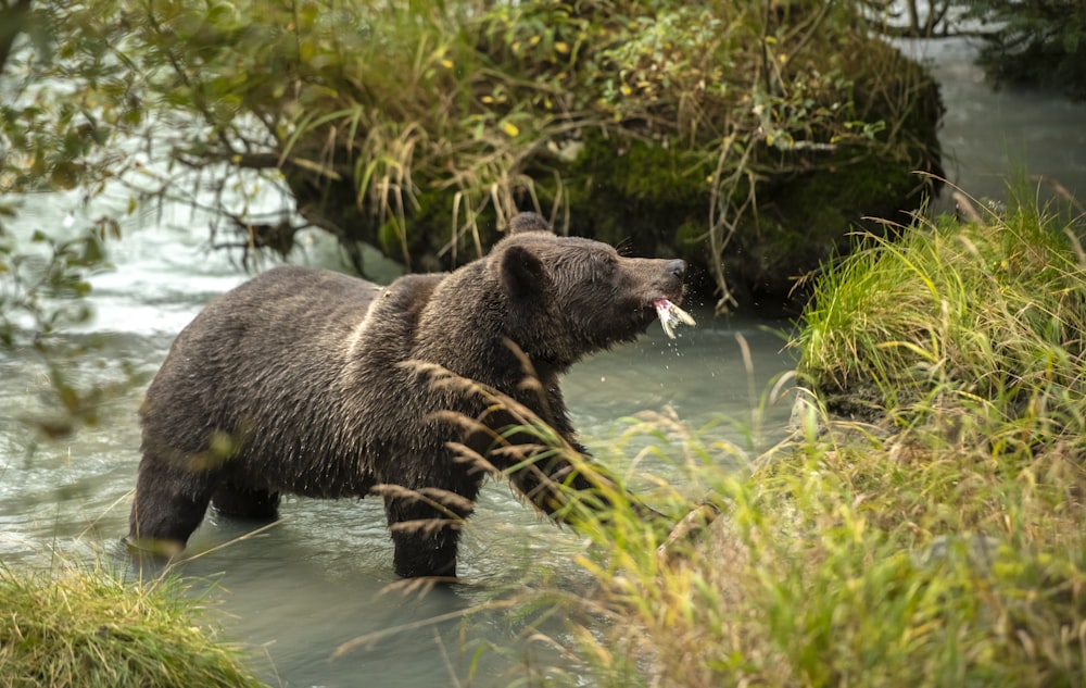 Un orso bruno in piedi in un fiume con un pesce in bocca