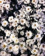 a bunch of white flowers with yellow centers