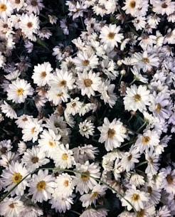 a bunch of white flowers with yellow centers