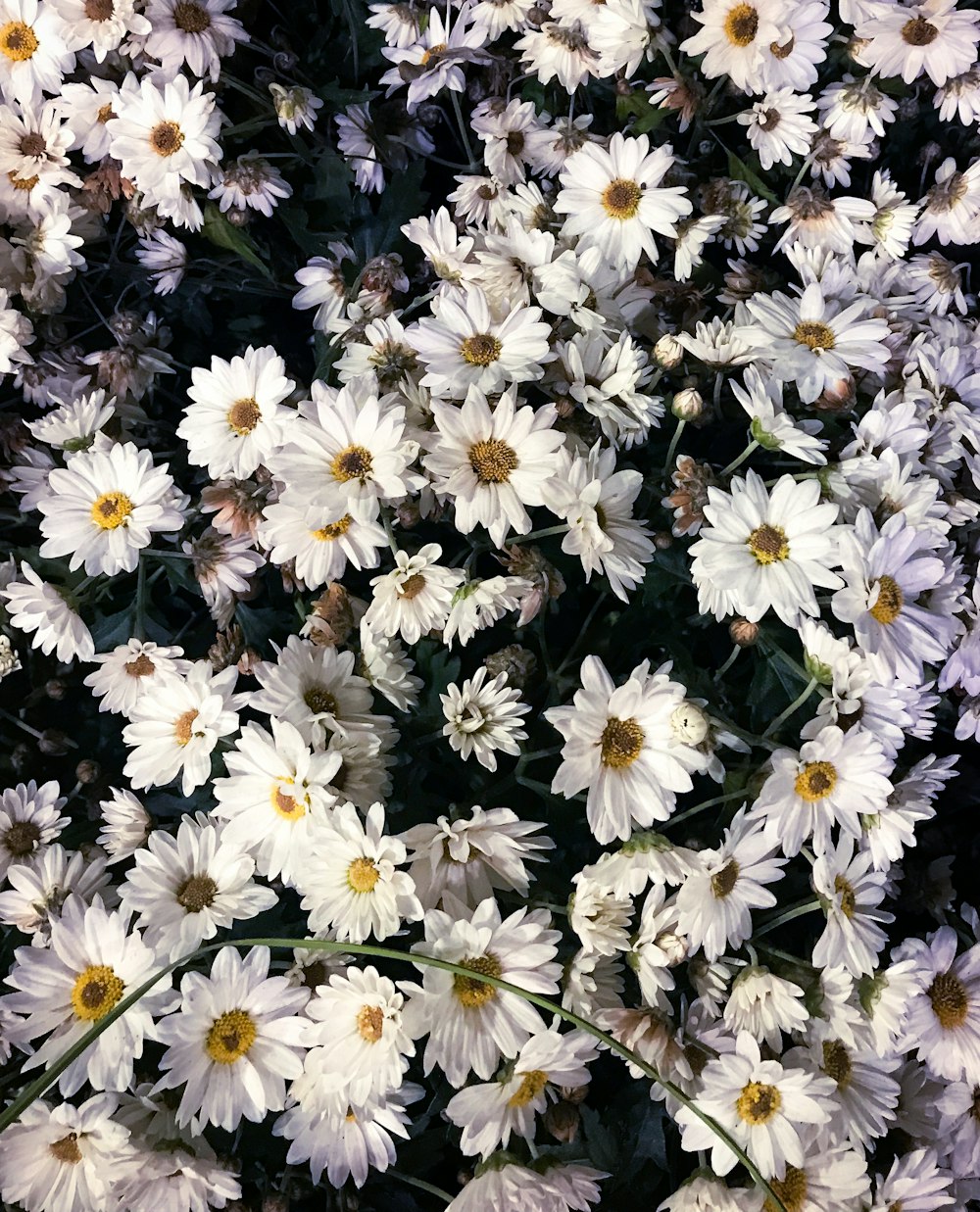 a bunch of white flowers with yellow centers