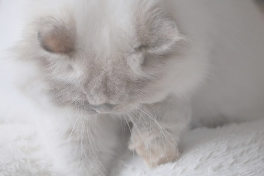 a close up of a cat on a white blanket