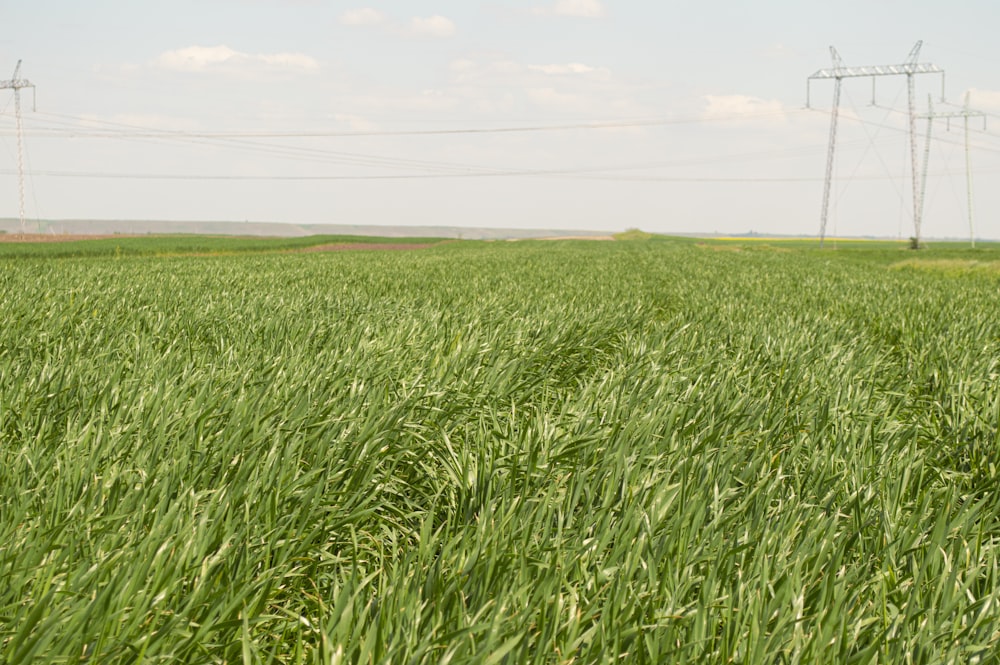 a field of green grass with power lines in the background