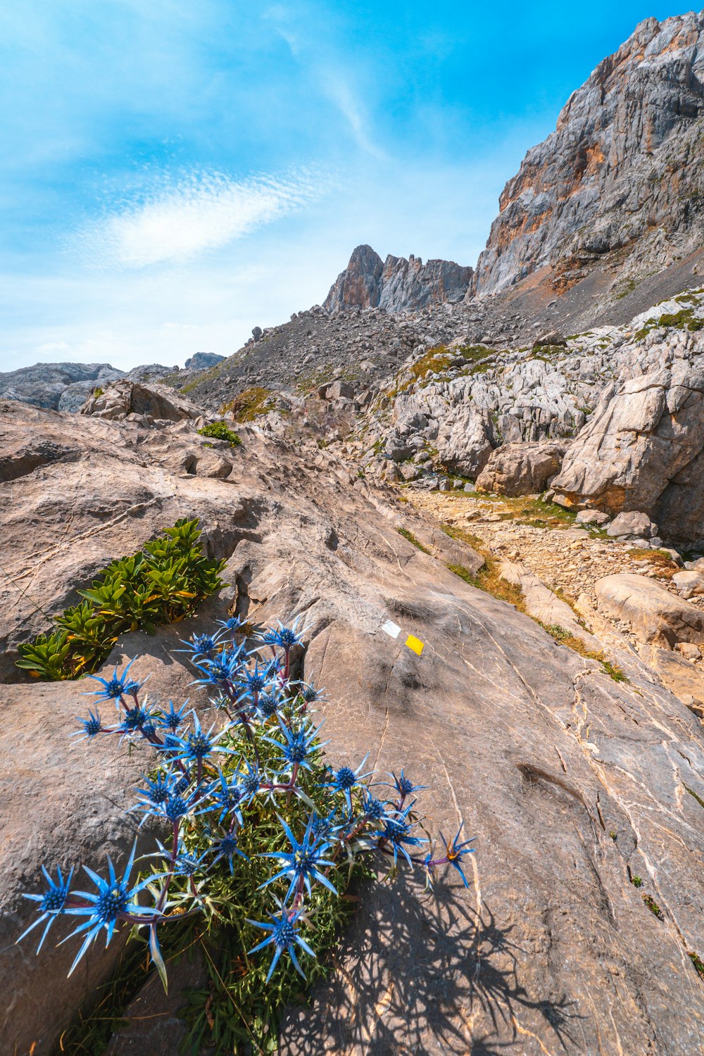 blue flowers growing out of a crack in the ground