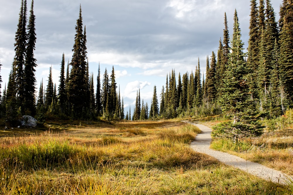 a dirt path in the middle of a forest