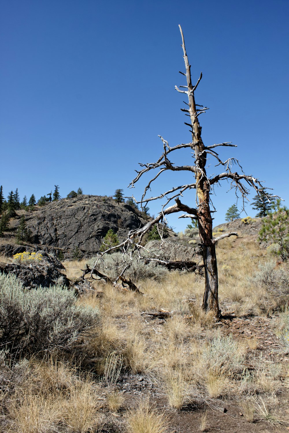 a dead tree in the middle of a field