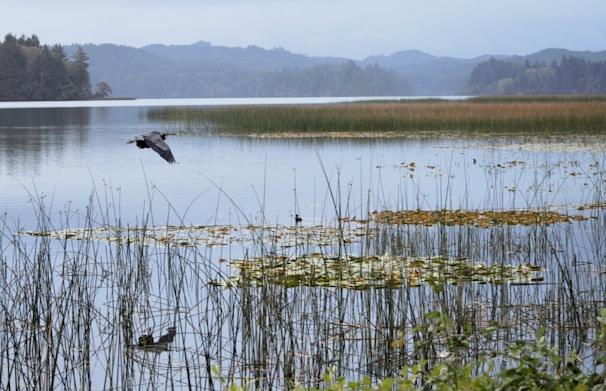 Early morning mist rising from Cherai Lake with birds flying low over the water.
