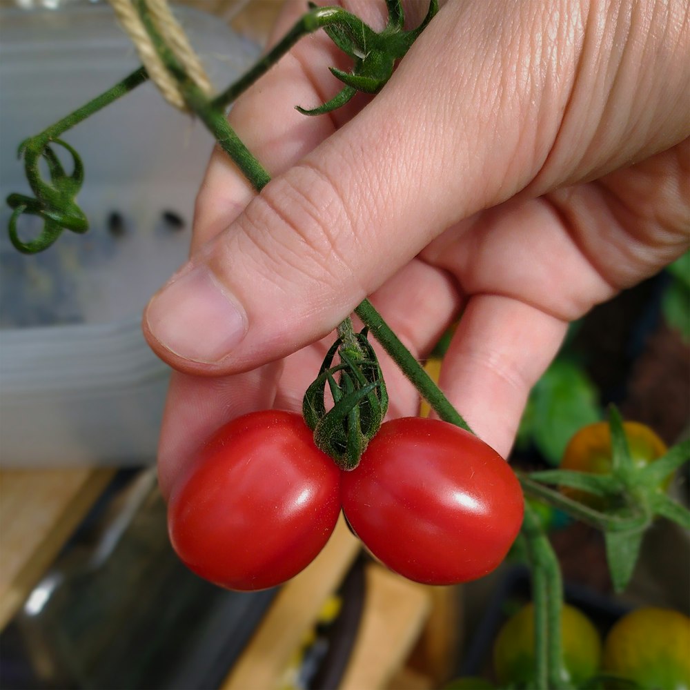 a person holding two tomatoes in their hand