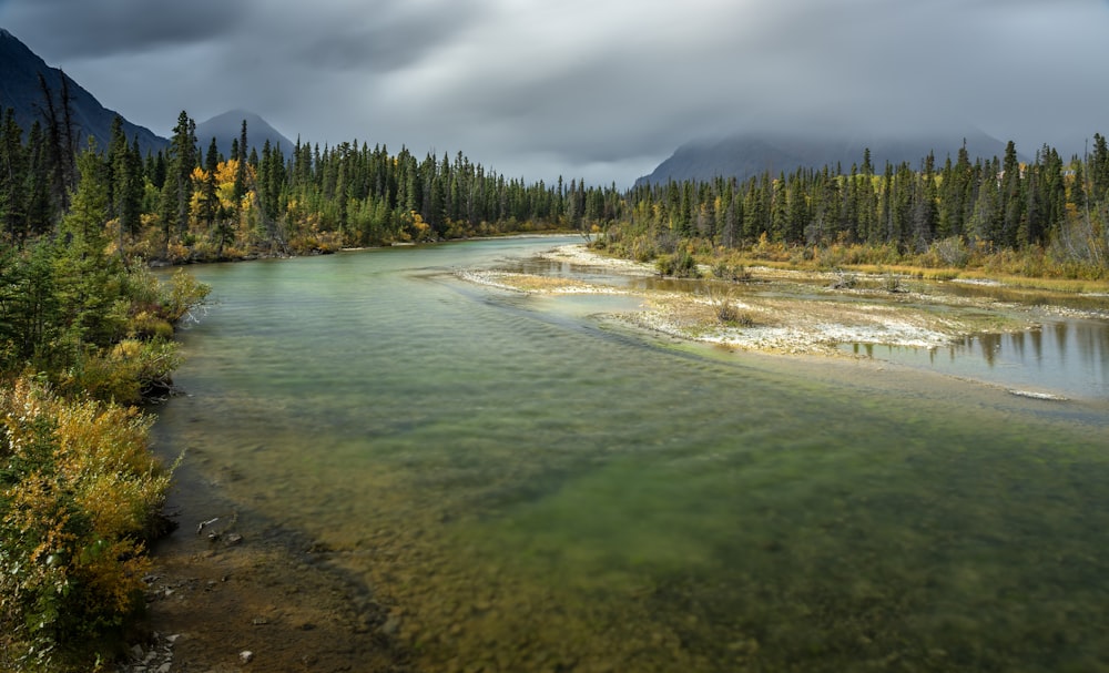 a river running through a forest filled with trees