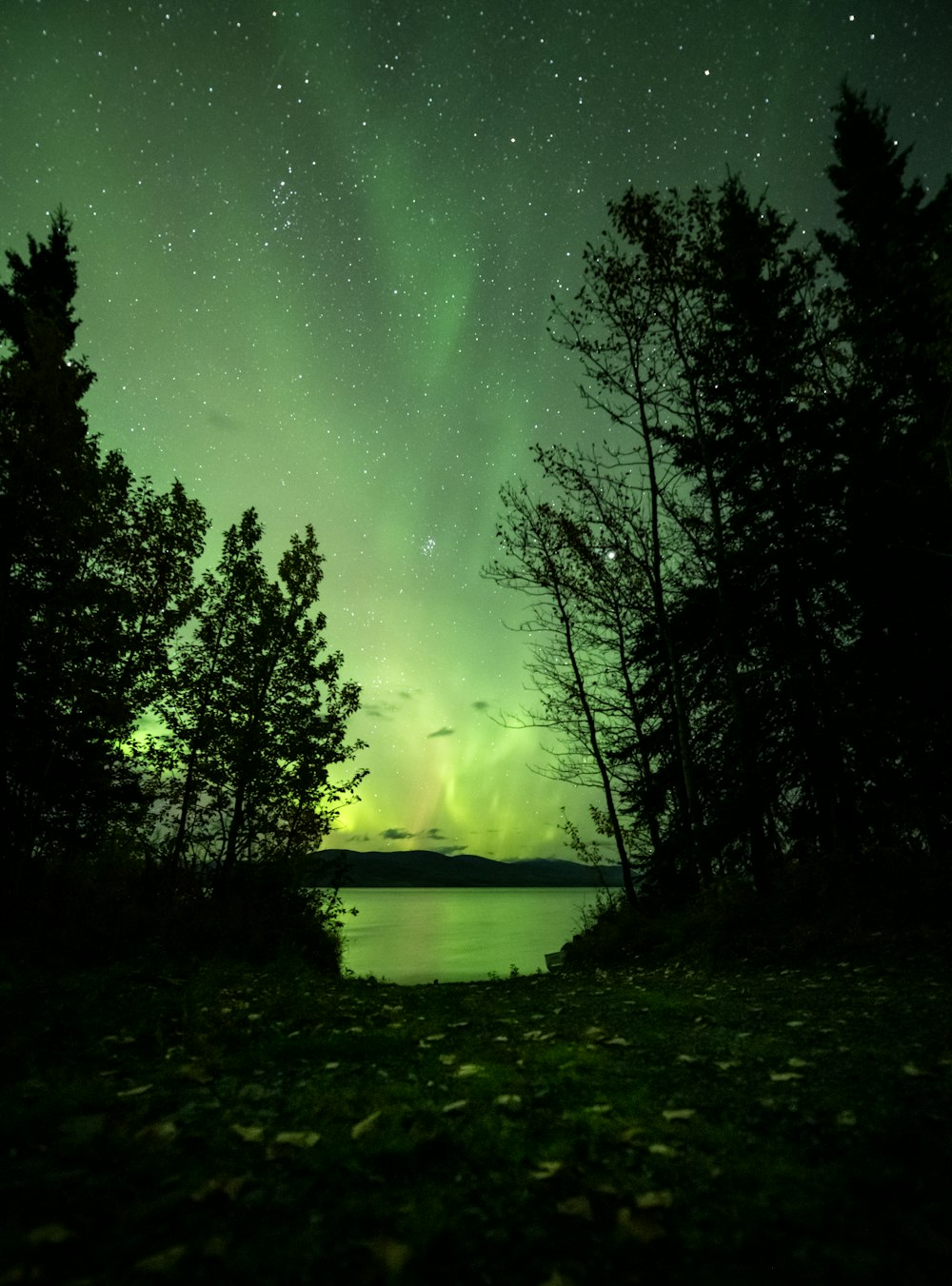 a green and purple sky with trees and water