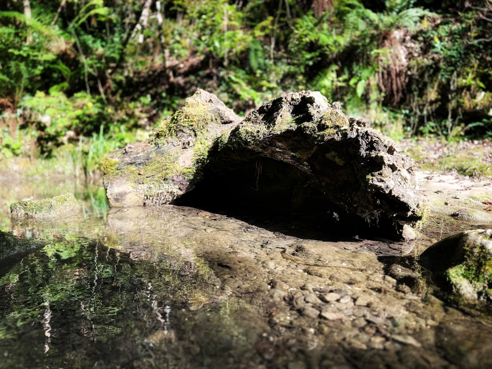 a large rock sitting in the middle of a forest