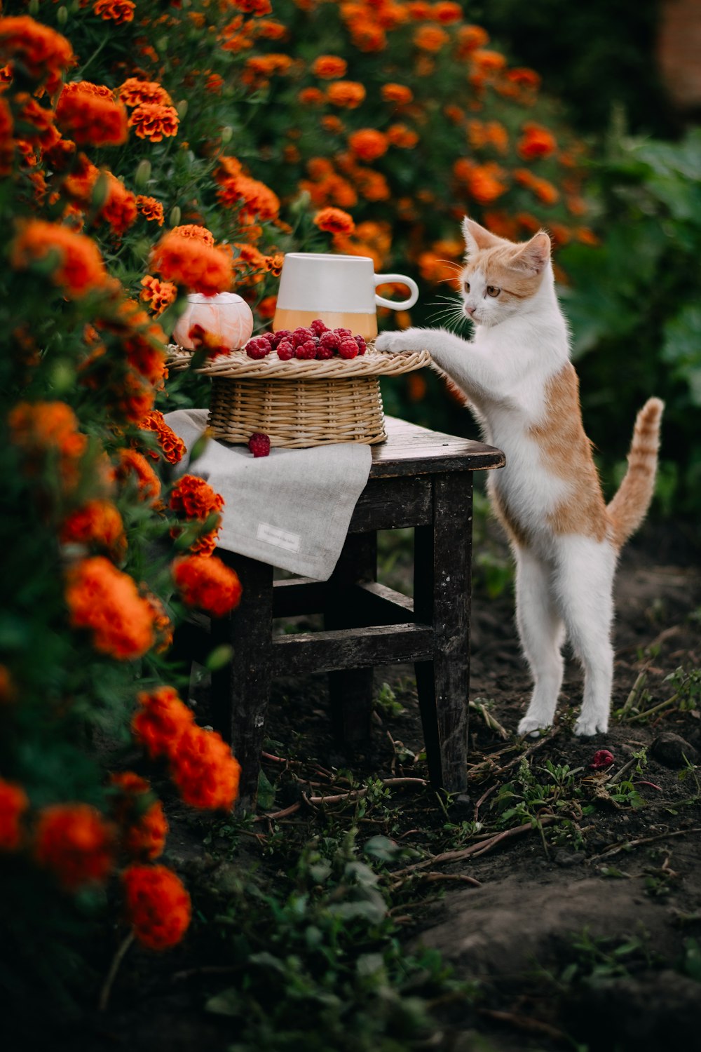 a cat standing next to a table with a basket of fruit on it