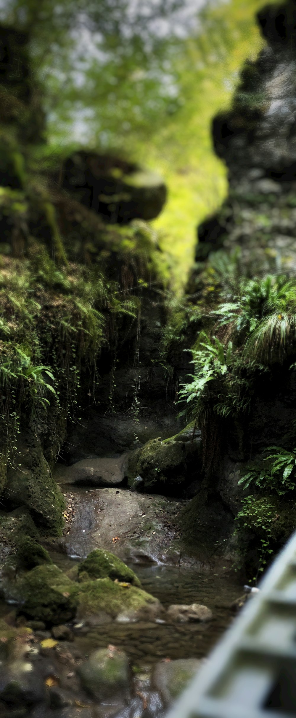 a stream running through a lush green forest