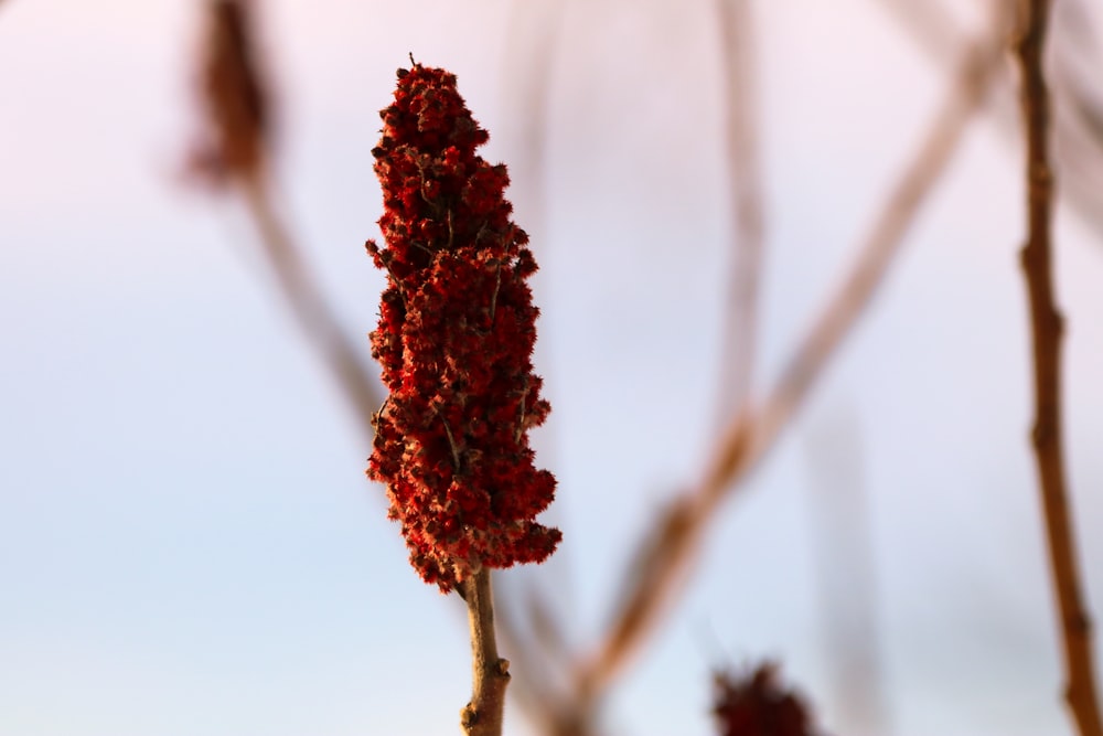 a close up of a plant with red flowers