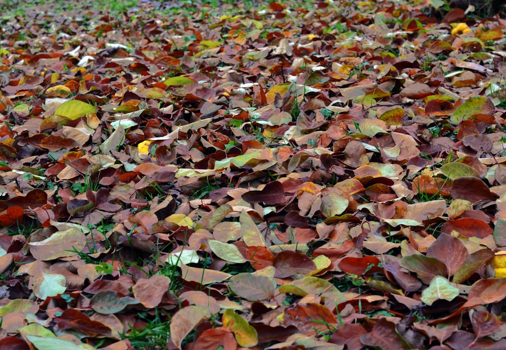 a bunch of leaves that are laying on the ground