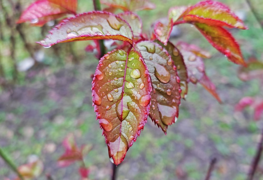 a close up of a leaf with drops of water on it