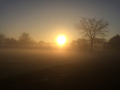 A serene sunrise over a quiet park with soft golden light filtering through trees.