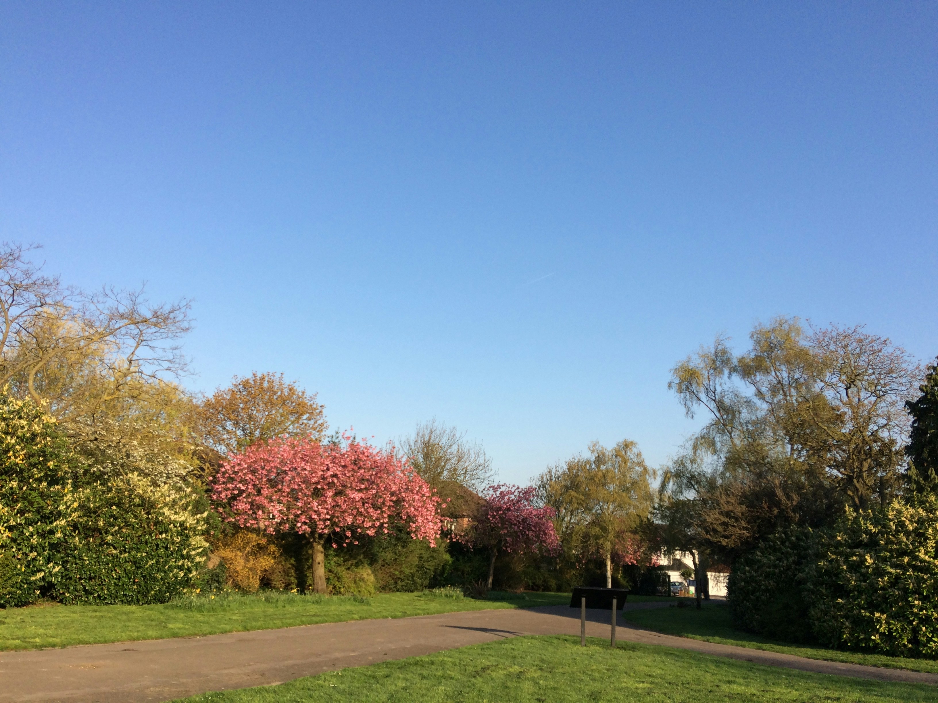 a park with a path and trees in the background