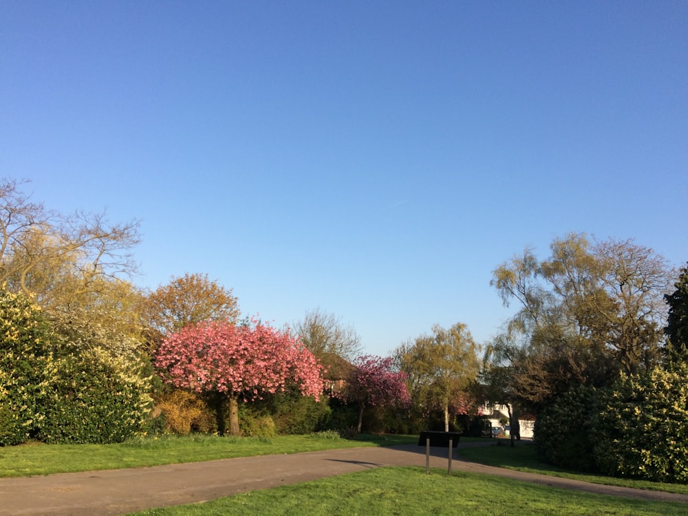 a park with a path and trees in the background