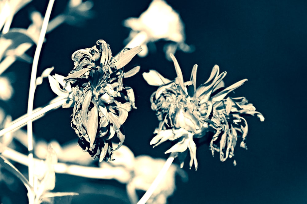 a black and white photo of a flower